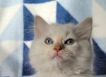 Blaze - Ragamuffin Kitten For Sale - Poplar Grove, IL, US