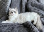 Fluffy Brown - Ragdoll Cat For Sale - NC, US