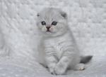 Helma - Scottish Fold Cat For Sale - Hollywood, FL, US