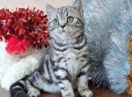 Tiger - Scottish Fold Cat For Sale - Hollywood, FL, US