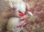 Orange full munchkin kitten - Munchkin Kitten For Sale - Kissimmee, FL, US