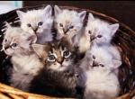 Ragdoll Snow Maine Coon Kittens - Ragdoll Kitten For Sale - Phoenix, AZ, US