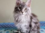 Danielle - Maine Coon Kitten For Sale - Ann Arbor, MI, US