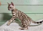 Nola - Bengal Cat For Sale - Norwalk, CT, US