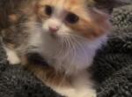 Scottish Maines - Scottish Fold Kitten For Sale - Finland, MN, US