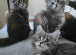 Poly Maine coon female kittens - Maine Coon Kitten For Adoption - Easton, PA, US