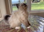 HONEY BUNNY - Himalayan Cat For Sale - Brookings, OR, US