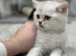 Luna kittens 3 - Scottish Straight Kitten For Sale - Minneapolis, MN, US