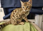 Gorgeous Valentine Day kitten - Bengal Kitten For Sale - VA, US