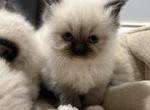 Mitch - Ragdoll Kitten For Sale - Brockton, MA, US