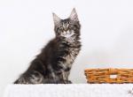 Xstar - Maine Coon Kitten For Sale - Brooklyn, NY, US