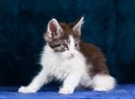 Yosie - Maine Coon Kitten For Sale - Brooklyn, NY, US