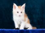 Yasmina - Maine Coon Kitten For Sale - Brooklyn, NY, US