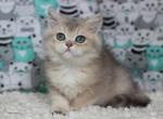 Ivanka - British Shorthair Kitten For Sale - Brooklyn, NY, US