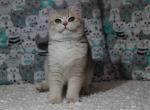 Gloria - British Shorthair Kitten For Sale - Brooklyn, NY, US