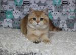 Goldie - British Shorthair Cat For Sale - Brooklyn, NY, US