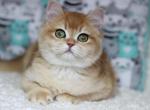 Galexy - British Shorthair Cat For Sale - Brooklyn, NY, US