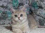 Honda - British Shorthair Kitten For Sale - Brooklyn, NY, US