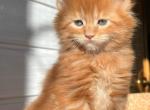 Xenon - Maine Coon Kitten For Sale - Brooklyn, NY, US