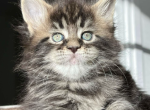 Xiomi - Maine Coon Kitten For Sale - Brooklyn, NY, US