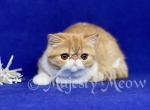 Timothy - Exotic Kitten For Sale - Yucca Valley, CA, US