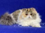 Dulcia - Persian Kitten For Sale - Yucca Valley, CA, US