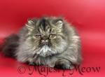 Tabby - Persian Kitten For Sale - Yucca Valley, CA, US