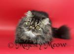 Bozman - Persian Cat For Sale - Yucca Valley, CA, US