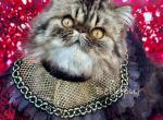 Beljapur Luigi - Persian Kitten For Sale - Austin, TX, US