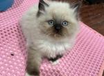 Scarlett - Ragdoll Kitten For Sale - Brockton, MA, US