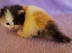 Dolly - Munchkin Kitten For Sale - Glendale, AZ, US