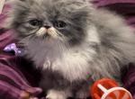 Lovely Lacey - Persian Kitten For Sale - 