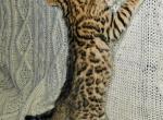 Dutchess - Bengal Kitten For Sale - Battle Ground, WA, US