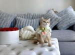 Gucci - British Shorthair Kitten For Sale - Fairfax, VA, US