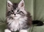 Xenona - Maine Coon Kitten For Sale - Hollywood, FL, US