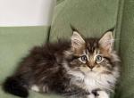 Xanthe - Maine Coon Kitten For Sale - Hollywood, FL, US