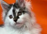 Yachont - Maine Coon Kitten For Sale - Hollywood, FL, US