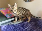 Lady Libbys Litter - Bengal Kitten For Sale - Arvada, CO, US