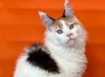 Whitish Beauty - Maine Coon Cat For Sale - Miami, FL, US