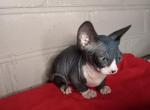 Lira - Bambino Kitten For Sale - Norwalk, CT, US