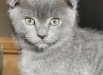Myles - Scottish Fold Kitten For Sale - Estacada, OR, US