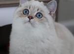 Romeo - Scottish Straight Kitten For Sale - Levittown, PA, US