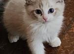 Mr Black - Ragdoll Kitten For Sale - Syracuse, NY, US