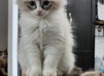 Dolces Mr Green - Ragdoll Kitten For Sale - Syracuse, NY, US