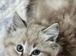 Dolces Mr Orange - Ragdoll Kitten For Sale - Syracuse, NY, US