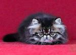 Vinsent black tabby persian exotic longhair boy - Persian Cat For Sale - Dallas, TX, US