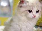 Lily - Ragdoll Kitten For Sale - CA, US