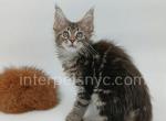 Simon - Maine Coon Kitten For Sale - Brooklyn, NY, US