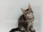 Sima - Maine Coon Kitten For Sale - Brooklyn, NY, US