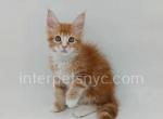 Quentin - Maine Coon Kitten For Sale - Brooklyn, NY, US